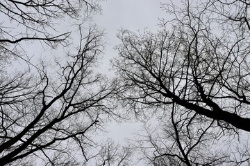 The bare tree branches on the tall trees in the woods.
