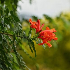 flowers nature colors