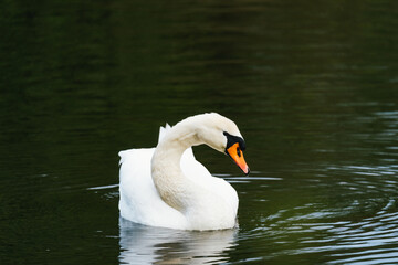 Naklejka premium Close-up of a swan on lake