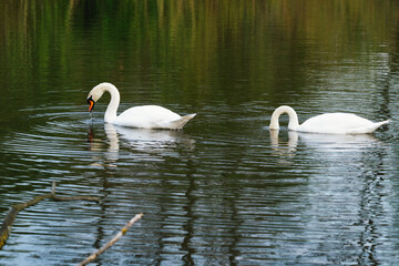 Close-up of two swans on lake