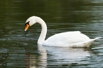 Naklejka premium Close-up of a swan on lake