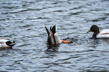 Duck diving on a lake between two other ducks