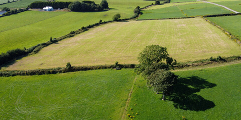 Several trees grow on a green grass field, top view. Irish landscape on a summer day, nature. Green grass field © Oleksii