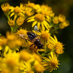 A large bee-like fly sits on a yellow flower, macro. Hover flies, also called flower flies or syrphid flies, insect family Syrphidae.