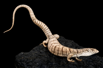 Pilbara Mulga Goanna (Varanus bushi)