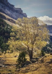 Forest landscape with trees