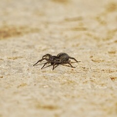 spider walking on the ground