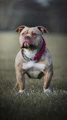 american staffordshire terrier