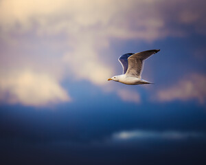 seagull in the sky