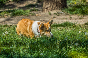 Beautiful corgi among the green grass