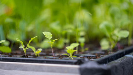 plants cultivated in the greenhouse
