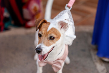 Jack Rassel con il papillon guarda in lontananza tenuto al guinzaglio 