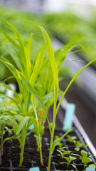 corn plants in the greenhouse