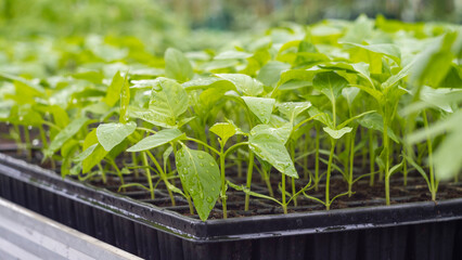 plants cultivated in the greenhouse