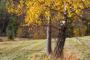 autumn birch in Austrian Alps near Gmunden, Upper Austria