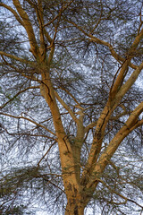 Yellow Fever Tree in Kenya, Africa against blue sky