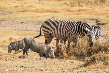 Obraz na płótnie Canvas Zebra and warthogs forage in the grass of Lake Nakuru National Park Kenya