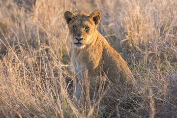 Young Lion in Golden Sunrise Light
