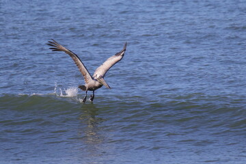 Fototapeta na wymiar Brown pelican taking off in surf. 