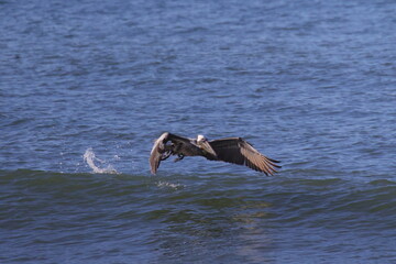 Naklejka premium Brown pelican taking off in surf. 
