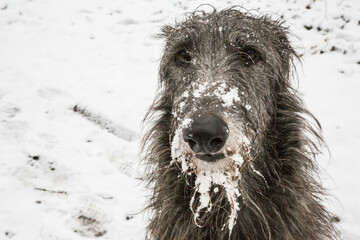 Scottish Deerhound im Schnee
