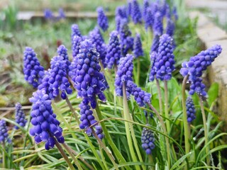 lavender flowers in the garden