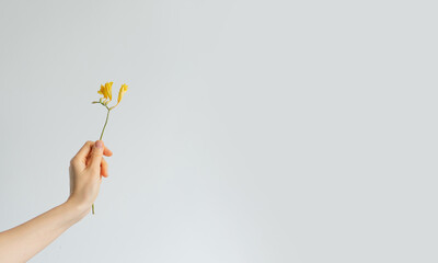 the river holds a dried flower on a white background. dry flower in hand on a plain background.