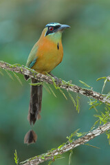 Lesson´s Motmot foraging for food