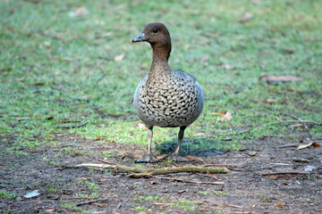 the Australian maned duck is walking through a field