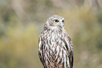 this is a close up of a barking owl