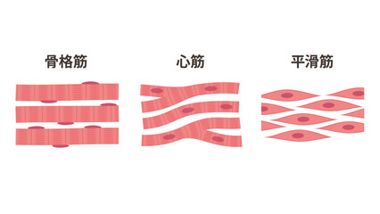Obraz premium 筋肉の種類のイラスト_骨格筋_心筋_平滑筋
