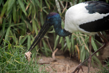 this is a close up of black necked stork carrying food