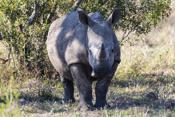 white rhino in the wild