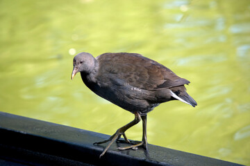 the bush hen is walking on a peir