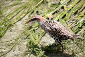 the buff banded rail is looking for food