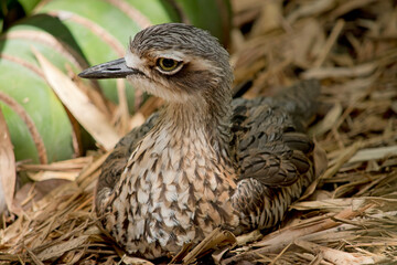 the bush stone curlew is resting in a nest