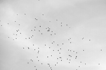 Flock of birds black and wite