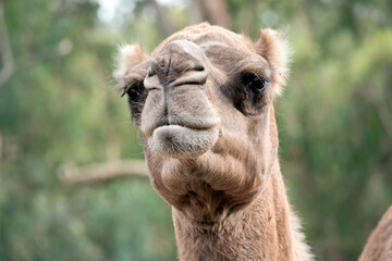 this is a close up of a camel