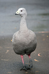 the cape barren goose is walking on a path