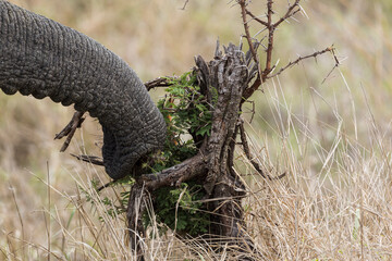 Searching For a Morsel 