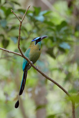 Obraz premium Lesson´s Motmot foraging for food