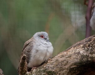 the diamond dove is perched on a tree