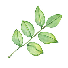 Watercolor green leaves elements. Botanical isolated on white background suitable for Wedding Invitation, save the date, thank you, or greeting card.