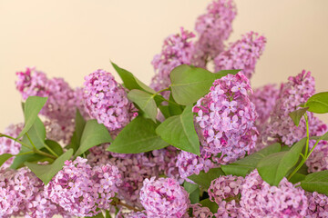 Fototapeta premium Violet Lilac Flowers on Table