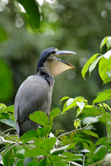 Boat-billed Heron roosting at the local pond 