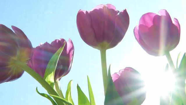 Hello spring. Purple tulip flowers in spring morning with sun lights. Close up of fresh spring flowers. Inspirational soft floral view