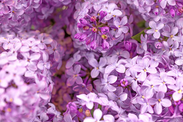 Purple Lilacs Background
