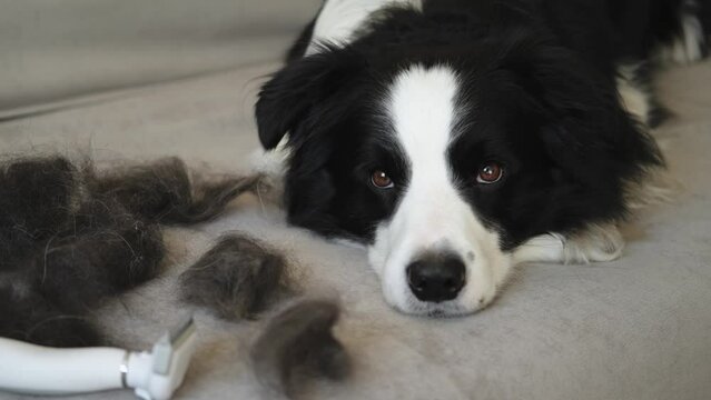 Funny cute puppy dog border collie with fur in moulting lying on couch at home. Furry dog and wool in annual spring or autumn molt at home indoor. Pet hygiene allergy grooming concept.