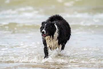 border collie playing on the beach