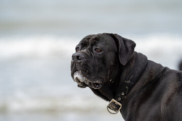 Mastiff dog large breed at the beach
